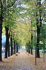Un viale pedonale al Parco della Favorita.