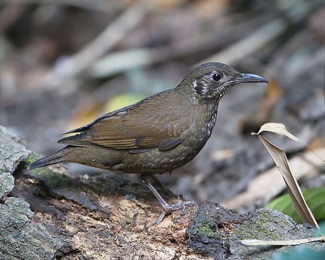 Dark-sided Thrush