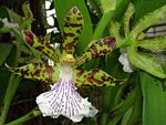 Zygopetalum crinitum