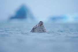 022 Wild smiling harbor seal at Jökulsárlón (Iceland) Photo by Giles Laurent.jpg