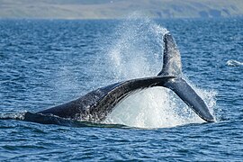 030 Humpback whale lobtailing Photo by Giles Laurent.jpg