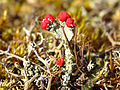 Rood bekermos Drouwenerzand