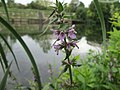 Stachys palustris