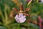 Zygopetalum maculatum