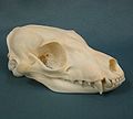 Crani de pròteles de la col·lecció de Skulls Unlimited International