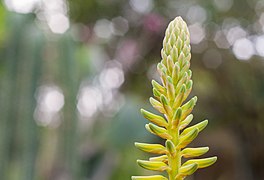 Agave Flower.jpg