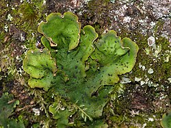 Tähn-kilpsamblik Peltigera aphthosa