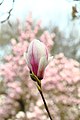 Magnolienhain in Aschaffenburg im Frühjahr 2020