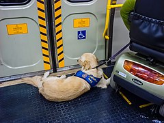 Assistance dog with scooter user Queensland Rail EMU Eagle Junction Railway Station P1010205.jpg