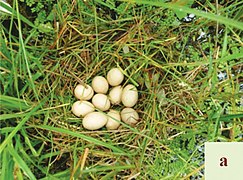 Aythya baeri eggs.jpg