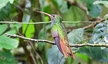 Buff-bellied hummingbird (Amazilia yucatanensis), Sabal Palm Sanctuary, Cameron Co. Texas (21 Sept. 2015).