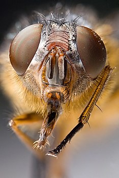 Gros plan d'une tête de mouche : Calliphora hilli de la famille des Calliphoridae. (définition réelle 1 294 × 1 928)