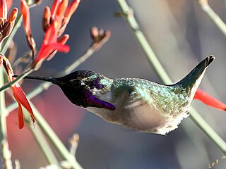 Costa's hummingbird