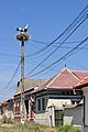 Cigognes blanches dans un village de Transylvanie.