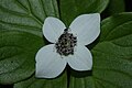 Cornus canadensis