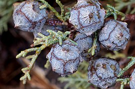 Cupressus glabra cones Pine AZ 1.jpg