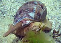 Grand escargot marin carnivore (famille des Volutidae). ; Cymbiola magnifica.