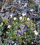 Diapensia lapponica 1996-07-26.jpg