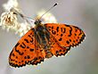 Melitaea didyma