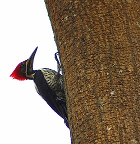 Dryocopus lineatus