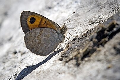 Erebia rondoui revers