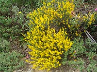 Genista tridens