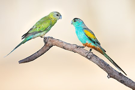 Golden-shouldered parrots, by JJ Harrison