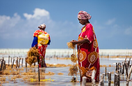Every day, around noon, when the tide is low, women head to the dry lagoon at Jambiani to take care of the seaweed farm.