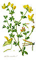 Lotus corniculatus plate 436 in: Otto Wilhelm Thomé: Flora von Deutschland, Österreich u.d. Schweiz, Gera (1885) (modified)