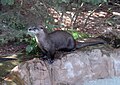 A North American river otter in Assateague National Wildlife Refuge