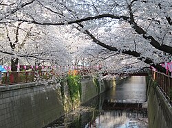 Meguro Nehri boyunca kiraz ağaçları