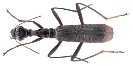 Neocollyris strangulata, Parc national de Tam Dao, Vietnam