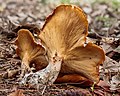 POTD logo   (Clitocybe nebularis)