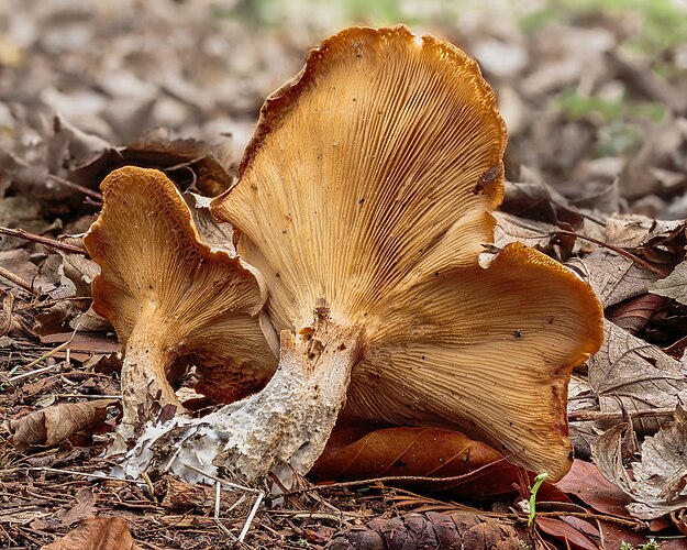 Говорушка дымчатая (Clitocybe nebularis)