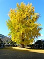 御神木の大銀杏