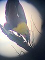 Male Olive oropendola (Psarocolius bifasciatus) in Tiputini, Ecuador mid-display - Featured on Olive oropendola