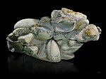 Fossil bivalves replaced by opal, from Queensland