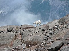 Cabra de las Rocosas en el parque nacional del Monte Rainier
