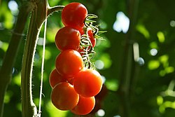 Eccellenze dell'agricoltura siciliana: le arance di Ribera DOP; il pistacchio verde di Bronte DOP; il pomodoro ciliegino IGP.