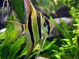 Pterophyllum altum