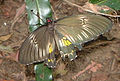 Mariposa Troides helena.