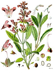 Salvia officinalis L.