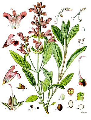 Salvia officinalis - Köhler–s Medizinal-Pflanzen-126.jpg