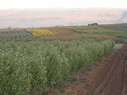 Zemědělské pozemky u mošavu Sde Eli'ezer