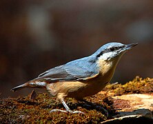 Trepador azul (Sitta europaea)