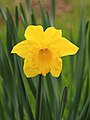 Trompetnarcis (Narcissus)