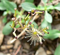 Valeriana acutiloba var pubicarpa 2.jpg