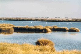 Nationaal park Doñana