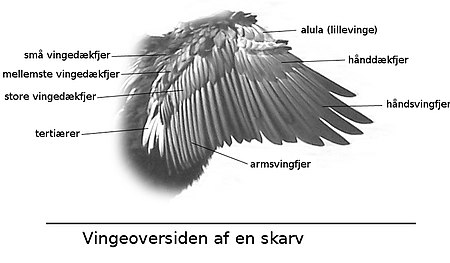Beskrivelse af vingen