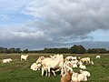 Zondagsbroek (Nationaal Park De Drentsche Aa)